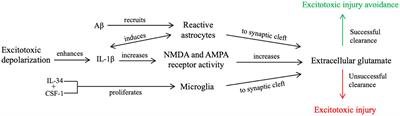 Proposed mechanisms of tau: relationships to traumatic brain injury, Alzheimer’s disease, and epilepsy